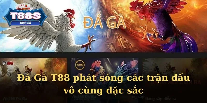 Đá Gà T88 phát sóng các trận đấu vô cùng đặc sắc