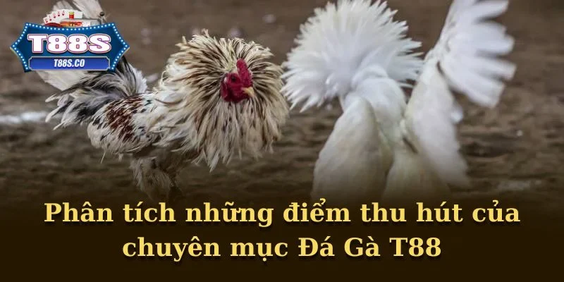 Phân tích những điểm thu hút của chuyên mục Đá Gà T88